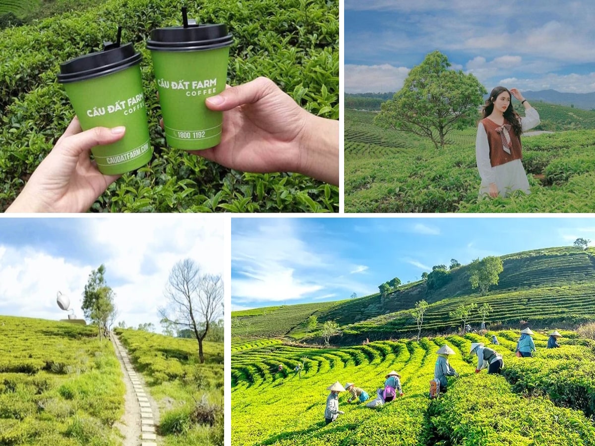 da lat co gi dep - Đồi Chè Cầu Đất