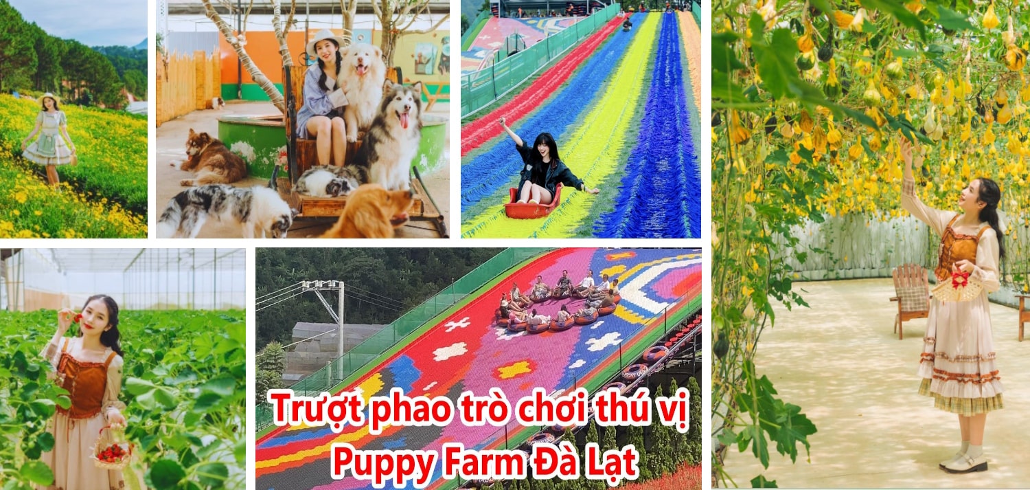 Các hoạt động vui chơi tại Nông Trại Cún Puppy Farm
