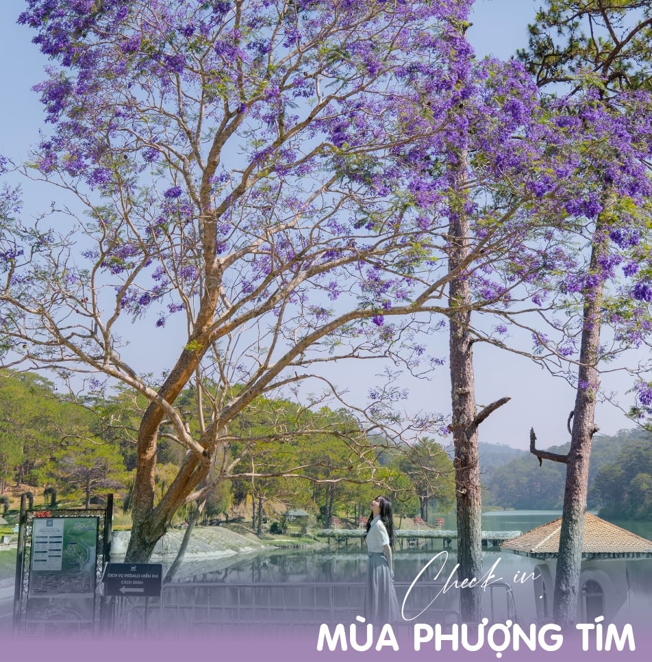 Check in Hoa Phượng tím